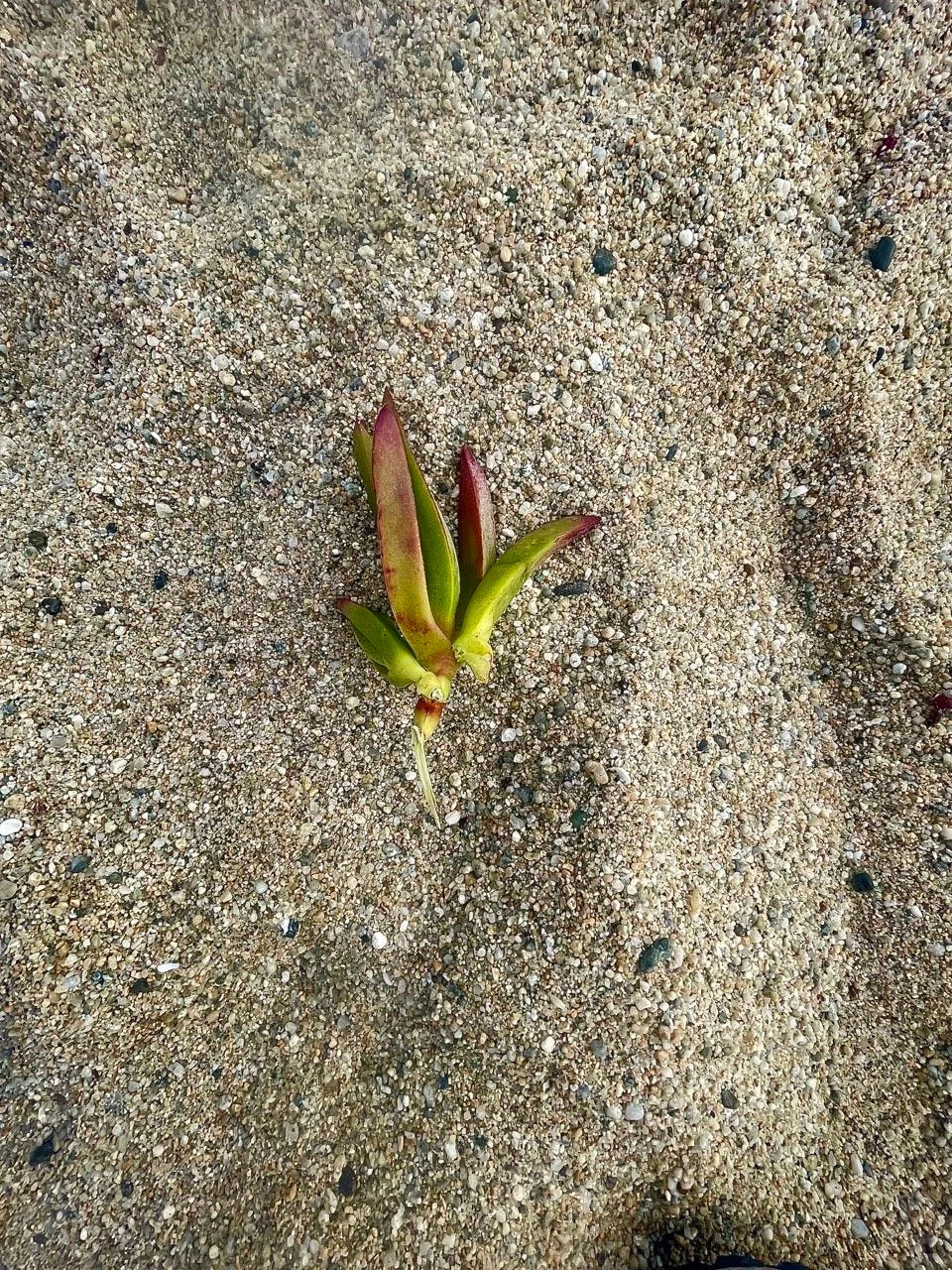 Harvest day, hands in the ice plant